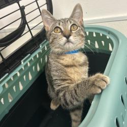 Shelter Stray Male Cat last seen , 2451 N Expressway 281, Edinburg, TX 78541, USA