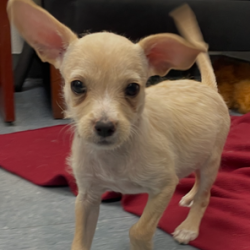 Shelter Stray Female Dog last seen , 12910 Yukon Ave, Hawthorne, CA 90250, USA
