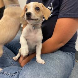 Shelter Stray Female Dog last seen , 12910 Yukon Ave, Hawthorne, CA 90250, USA