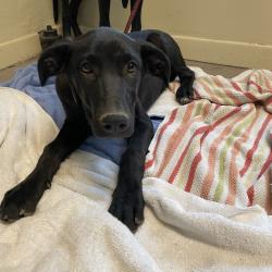 Shelter Stray Male Dog last seen , 361 S Raymond Ave, Pasadena, CA 91105, USA