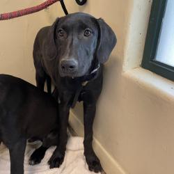 Shelter Stray Female Dog last seen , 361 S Raymond Ave, Pasadena, CA 91105, USA