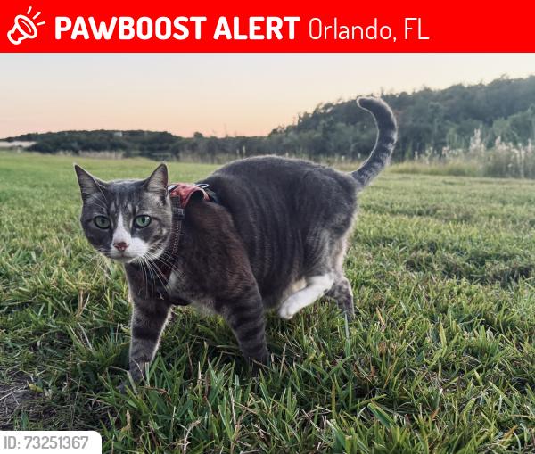Lost Female Cat last seen Fairway Glen DR, Orlando, FL 32824