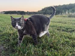 Lost Female Cat last seen Fairway Glen DR, Orlando, FL 32824