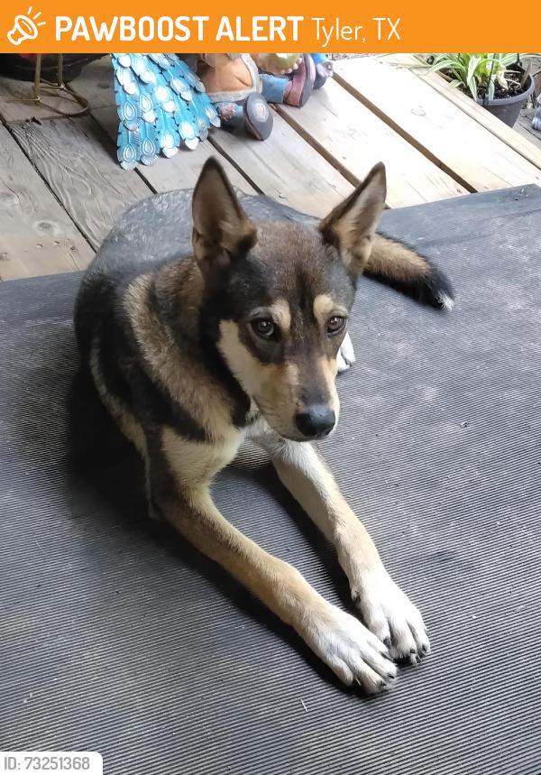 Found/Stray Female Dog last seen Close to 271 by fullers towing, Tyler, TX 75708