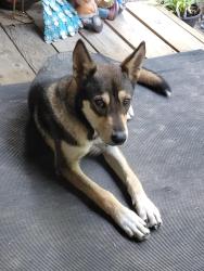 Found/Stray Female Dog last seen Close to 271 by fullers towing, Tyler, TX 75708