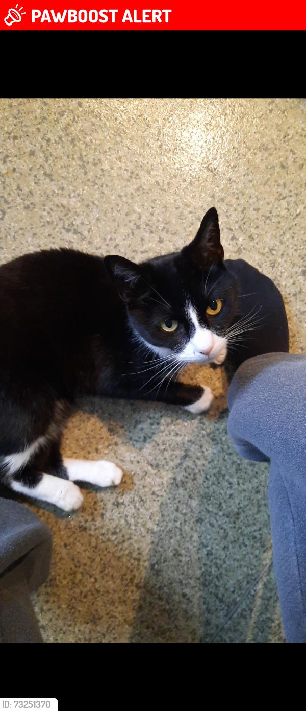 Lost Female Cat last seen Hilly fields park, Greater London, England SE4 1JD