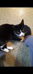 Lost Female Cat last seen Hilly fields park, Greater London, England SE4 1JD