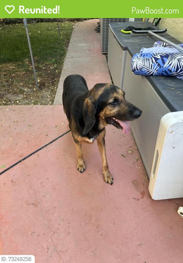 Reunited Male Dog last seen Kloss Park, Elk Grove, CA 95758