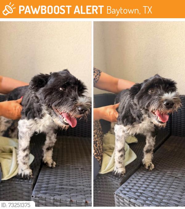 Found/Stray Unknown Dog last seen William Scott and east smith, Baytown, TX 77523