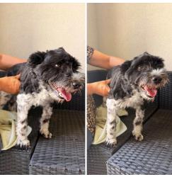 Found/Stray Unknown Dog last seen William Scott and east smith, Baytown, TX 77523