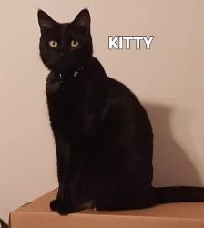 Lost Female Cat last seen I59 and hwy 231 at Texaco, Ashville, AL 35987