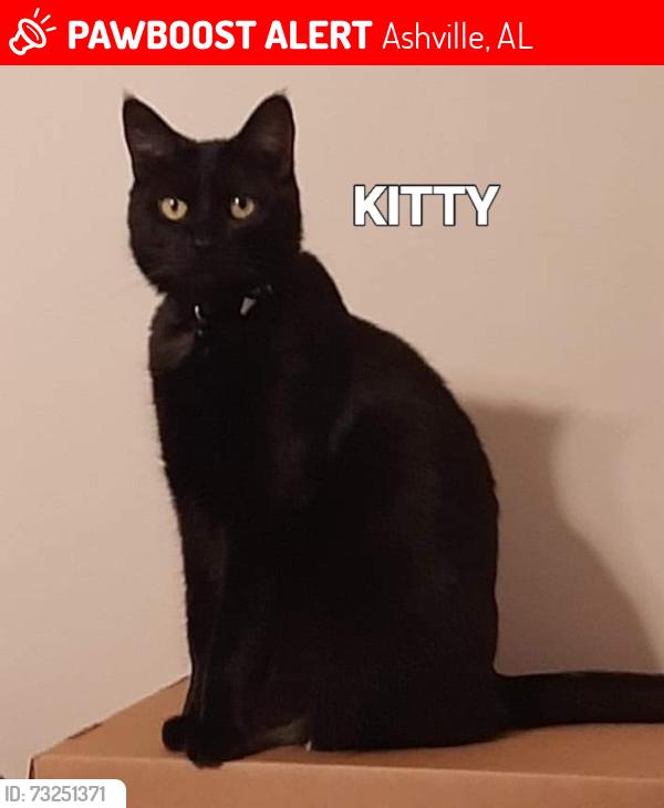 Lost Female Cat last seen I59 and hwy 231 at Texaco, Ashville, AL 35987