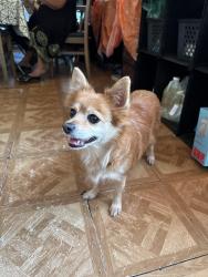 Lost Female Dog last seen Near east 75th street, Los Angeles, CA 90003