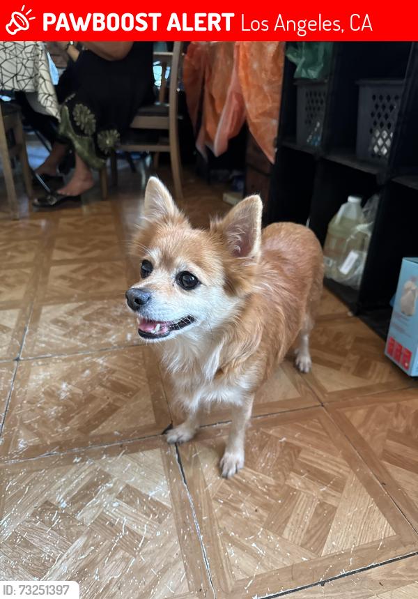 Lost Female Dog last seen Near east 75th street, Los Angeles, CA 90003