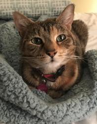 Lost Female Cat last seen Old Cutler Road, Virginia Beach, VA 23454
