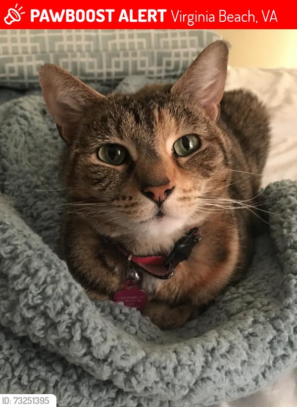 Lost Female Cat last seen Old Cutler Road, Virginia Beach, VA 23454