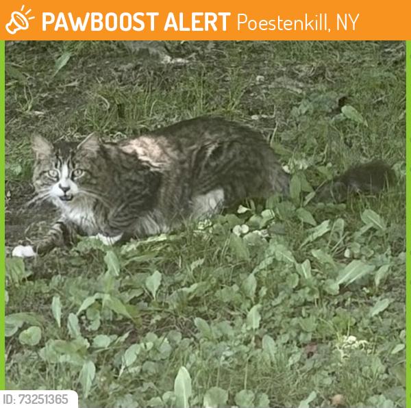 Found/Stray Unknown Cat last seen Off Route 66 and vosburgh road and Heather Ridge rd, Poestenkill, NY 12018