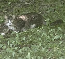 Found/Stray Unknown Cat last seen Off Route 66 and vosburgh road and Heather Ridge rd, Poestenkill, NY 12018