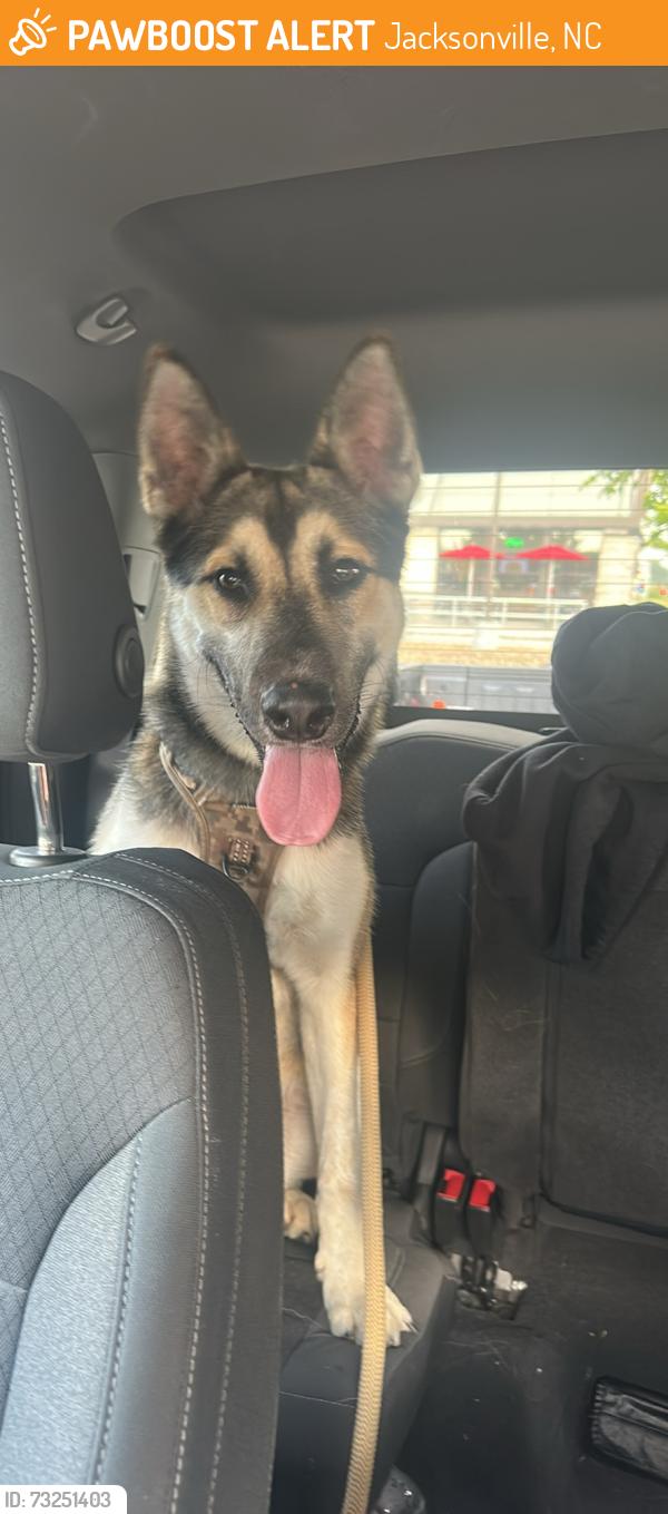 Found/Stray Male Dog last seen Near waterstone lane, Jacksonville, NC 28546