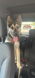 Found/Stray Male Dog last seen Near waterstone lane, Jacksonville, NC 28546