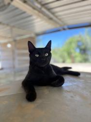 Lost Female Cat last seen Spanish Oaks Drive, Riverside County, CA 92592