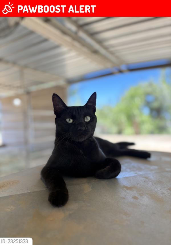 Lost Female Cat last seen Spanish Oaks Drive, Riverside County, CA 92592