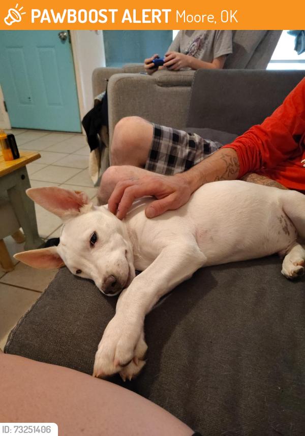Found/Stray Male Dog last seen Near S Bryant Ave, Oklahoma City, OK 73160, Moore, OK 73160