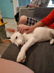 Found/Stray Male Dog last seen Near S Bryant Ave, Oklahoma City, OK 73160, Moore, OK 73160