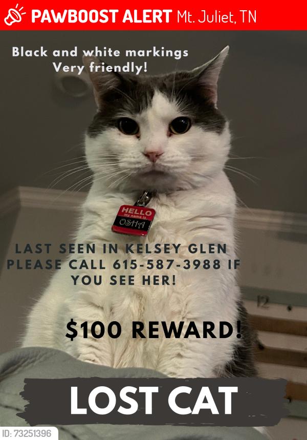 Lost Female Cat last seen Near Southampton way mt juliet, Mt. Juliet, TN 37122