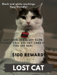Lost Female Cat last seen Near Southampton way mt juliet, Mt. Juliet, TN 37122