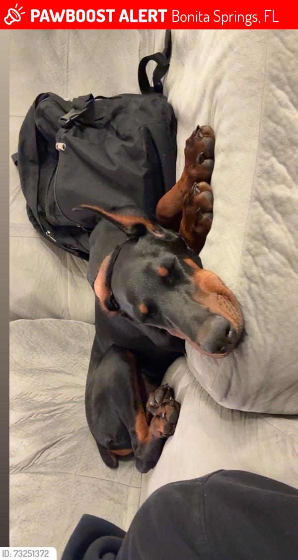 Lost Male Dog last seen Last seen at Master Bait & Tackle, Bonita Springs, FL 34135