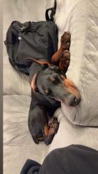 Lost Male Dog last seen Last seen at Master Bait & Tackle, Bonita Springs, FL 34135