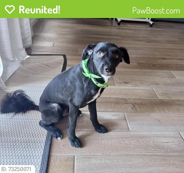 Reunited Male Dog last seen Yuma East 38th Lane, Yuma, AZ 85367