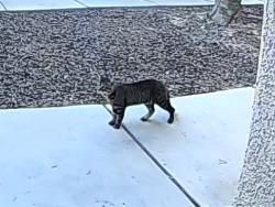 Found/Stray Unknown Cat last seen Silverstone Ranch, Windermere, Las Vegas, NV 89131