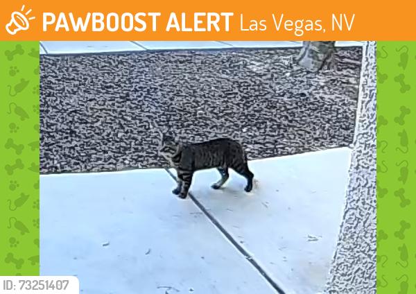 Found/Stray Unknown Cat last seen Silverstone Ranch, Windermere, Las Vegas, NV 89131