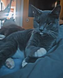 Lost Female Cat last seen Near park and smith st New Bedford mass, New Bedford, MA 02740