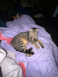 Lost Male Cat last seen Fairwood, Jeffersonville, IN 47130
