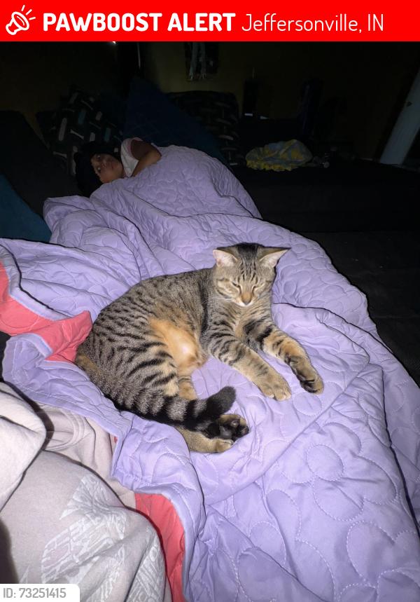Lost Male Cat last seen Fairwood, Jeffersonville, IN 47130