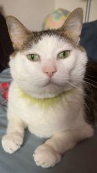 Lost Male Cat last seen Stellar elementary, Thornton, CO 80241