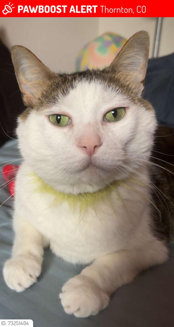 Lost Male Cat last seen Stellar elementary, Thornton, CO 80241
