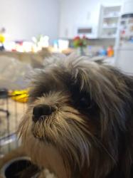 Reunited Male Dog last seen Near south Beulah street, Winder, GA 30680