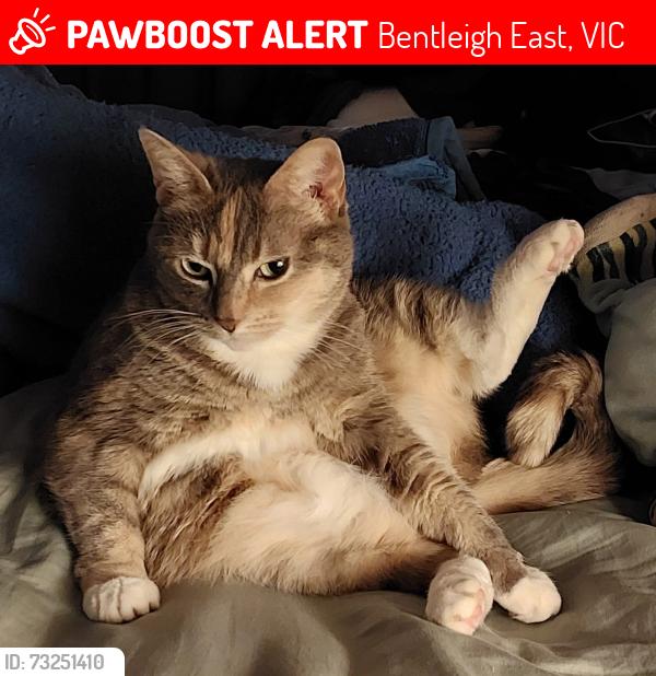 Lost Female Cat last seen warragal road, Bentleigh East, VIC 3165