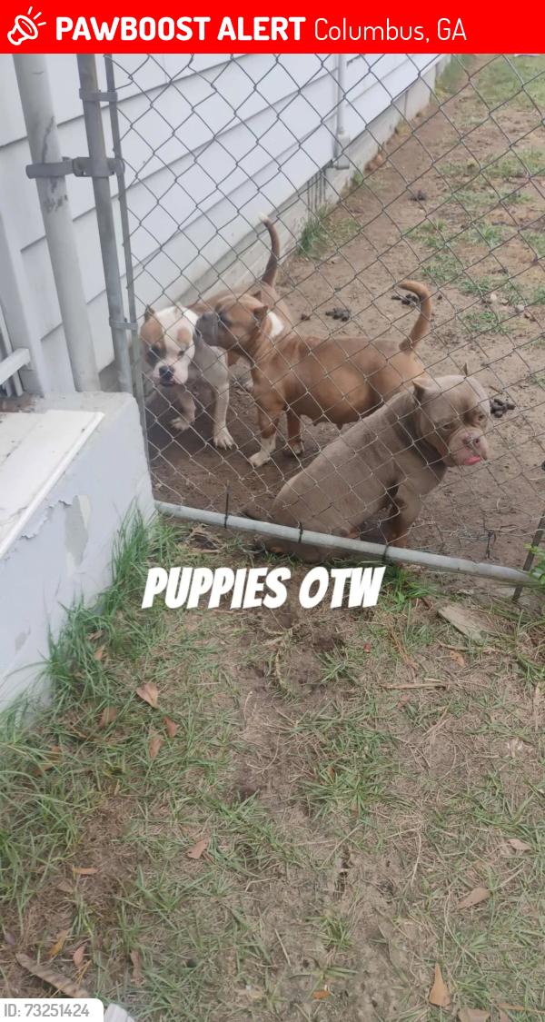 Lost Male Dog last seen Cusseta Rd, Columbus, GA 31903
