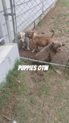Lost Male Dog last seen Cusseta Rd, Columbus, GA 31903