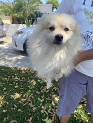 Reunited Unknown Dog last seen Near Trumball St, Whittier, CA 90605, USA, Whittier, CA 90605
