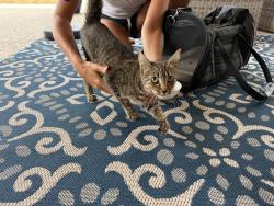 Found/Stray Female Cat last seen Near Willis Ranch, San Antonio, TX 78260