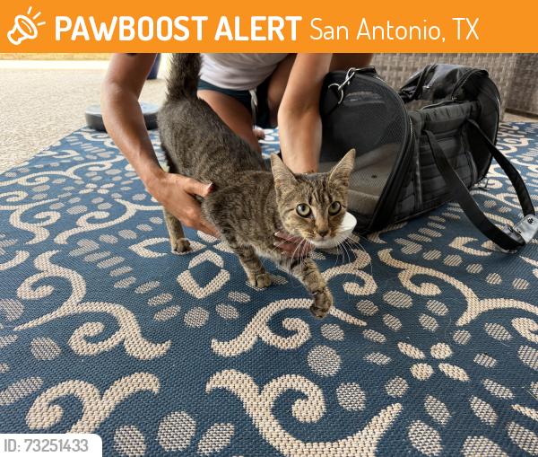 Found/Stray Female Cat last seen Near Willis Ranch, San Antonio, TX 78260