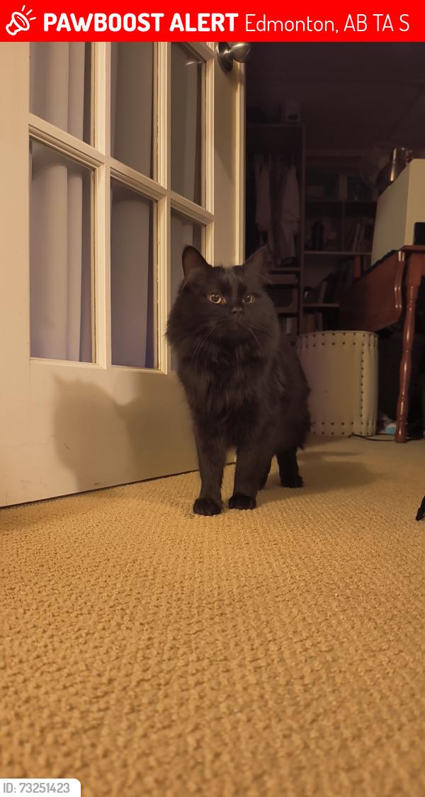 Lost Female Cat last seen 106th Ave and 40th Street in the back alley, Edmonton, AB T6A 1S9