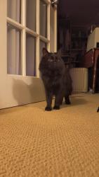 Lost Female Cat last seen 106th Ave and 40th Street in the back alley, Edmonton, AB T6A 1S9