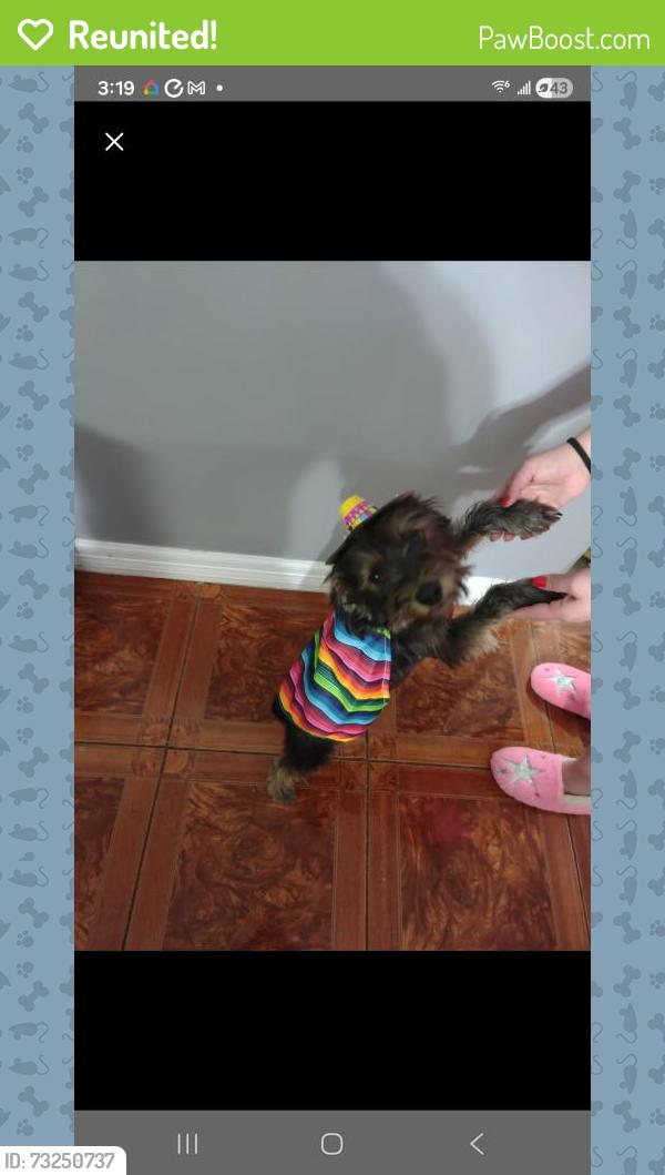 Reunited Female Dog last seen Bridge water, Katy, TX 77449